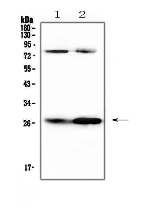 CFD / Factor D / Adipsin Antibody