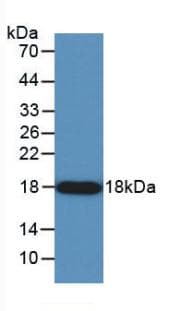 Angiogenin / ANG Antibody (Biotin)