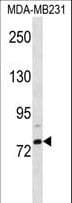 ELL2 Antibody (aa450-479)