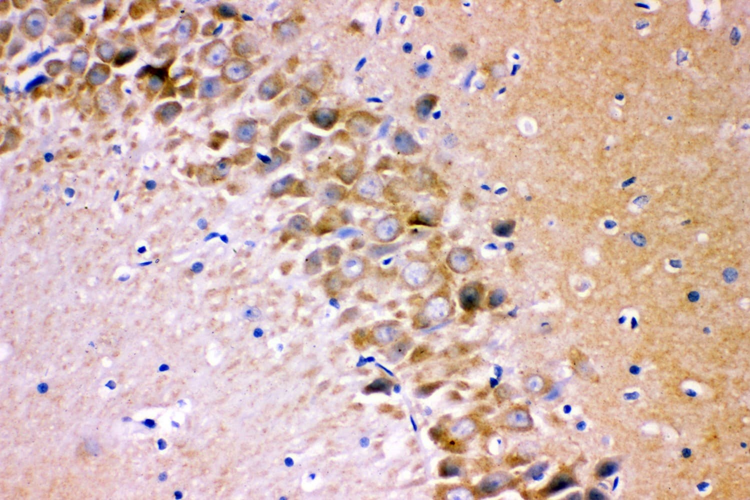 GRIA1 / GLUR1 Antibody (aa19-360)