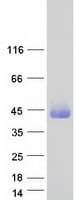 Human GATSL1 Protein (Recombinant Myc-DDK (Flag))