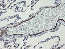PECAM-1 / CD31 Antibody (clone OTI2A4, Carrier-free)