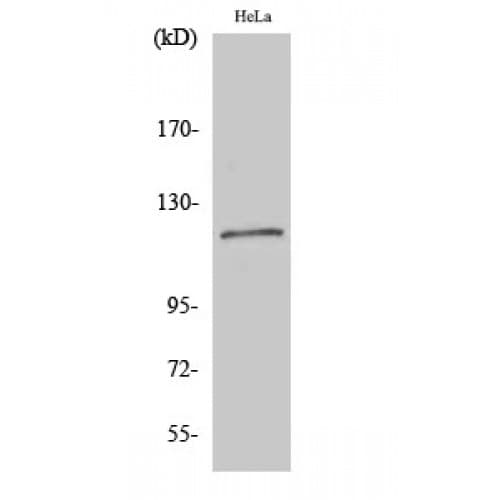 BUB1B / BubR1 Antibody (310-390 aa, Internal)