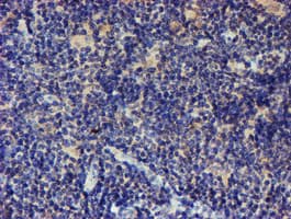 LRRC25 Antibody (clone OTI1D9)