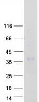 Human KLK8 / Kallikrein 8 Protein (Recombinant Myc-DDK (Flag))