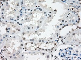 TSC501 / NAT8 Antibody (clone OTI5A8, Carrier-free)