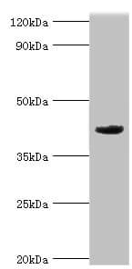 MORF4L1 / MRG15 Antibody (aa1-100)