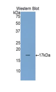 REG4 / REG-IV Antibody (aa29-140)