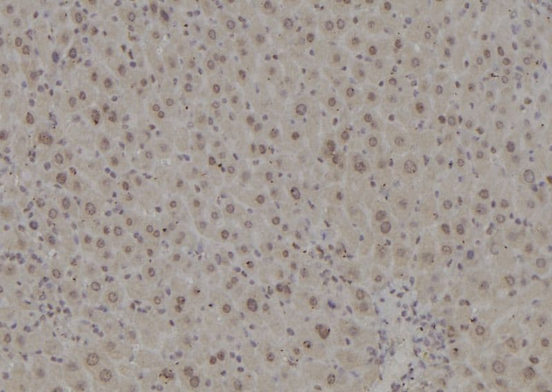 POLR2L Antibody