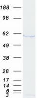 Human SF3A3 / SF3a60 Protein (Recombinant Myc-DDK (Flag))