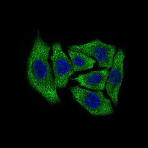 DCTN4 / Dynactin 4 Antibody (Amino Acid: 57-298, clone 3G9D7)