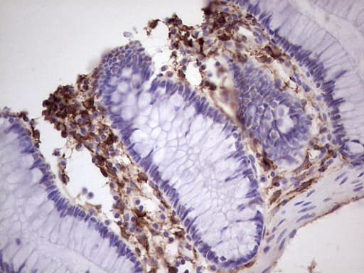 Monoclonal Mouse anti-Human PROCR / EPCR Antibody (clone OTI7A4, Carrier-free, aa1-210, IHC, WB)
