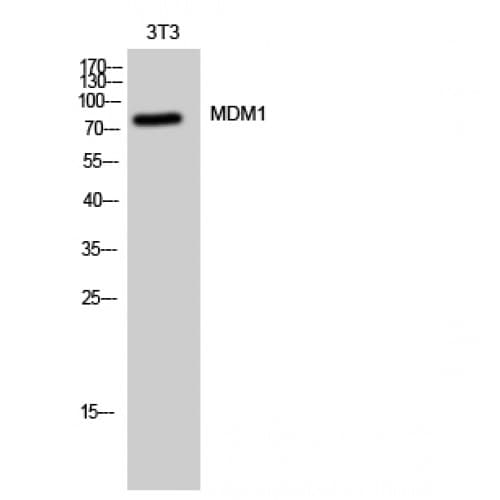 MDM1 Antibody (640-720 aa, C-terminal)