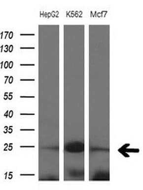 MYL4 Antibody (aa2-197, clone OTI3H6, Carrier-free)