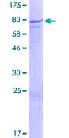 Human ZNF582 Protein (Recombinant GST)