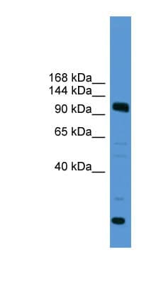 USP15 Antibody (aa691-740)