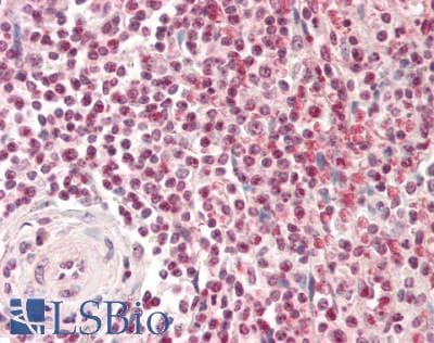 IHC-plus™ Pirin / PIR Antibody (aa2-15)
