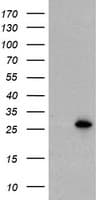 UBE2E3 Antibody (clone OTI3H2, Carrier-free)