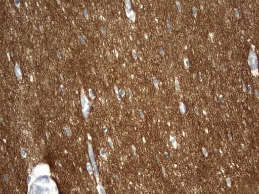 SYT4 Antibody (clone UMAB141)