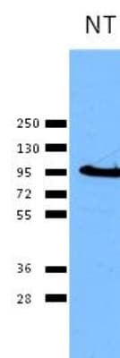 CANX / Calnexin Antibody