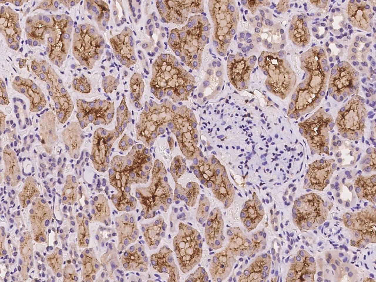 WDR44 Antibody