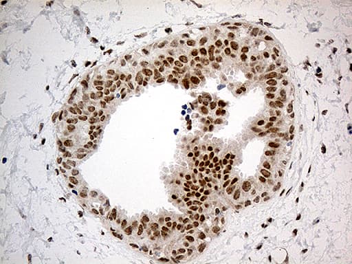 Monoclonal Mouse anti-Human IRF2BP1 Antibody (clone OTI1H9, aa457-584, IHC, WB)
