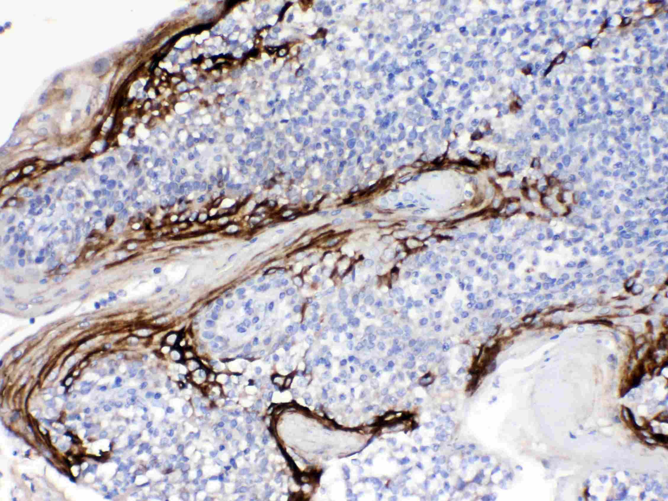 FDC-SP / C4orf7 Antibody