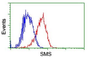 SMS / Spermine Synthase Antibody (clone OTI3C9)