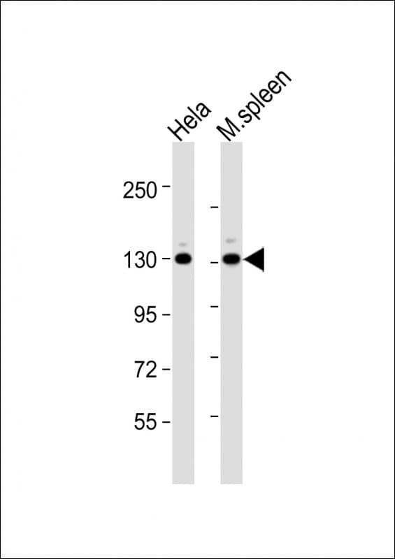 CTCF Antibody (aa185-216)