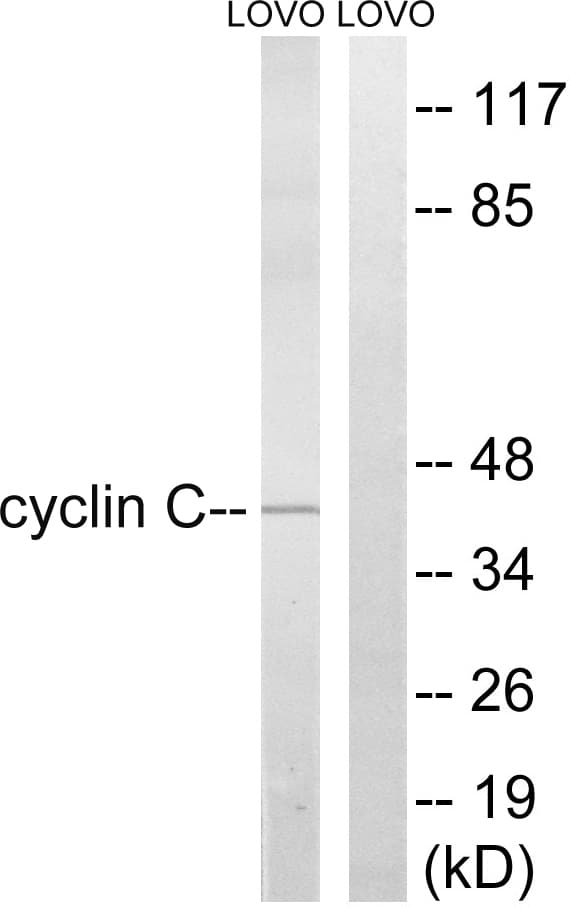 CCNC / Cyclin C Antibody (aa234-283)