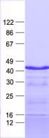 Human ZIM3 Protein (Recombinant His, N-Terminal)