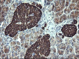 SYP / Synaptophysin Antibody (clone OTI2D8, Carrier-free)