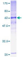 Human TMEM115 Protein (Recombinant GST)