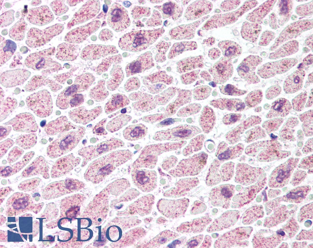 TDP-43 / TARDBP Antibody (C-Terminus, DY550)