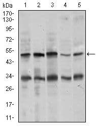 CHGA / Chromogranin A Antibody (Amino Acid: 87-252, clone 1A6B6)