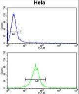 FAM91A1 Antibody (aa127-155)