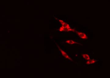 G3BP2 Antibody