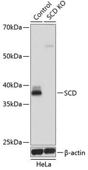 SCD1 / SCD Antibody