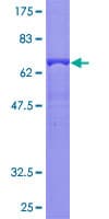 Human TGFB4 / LEFTY2 Protein (Recombinant GST)