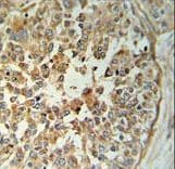 TMEM173 / STING Antibody (aa311-340)