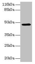 E2F2 Antibody