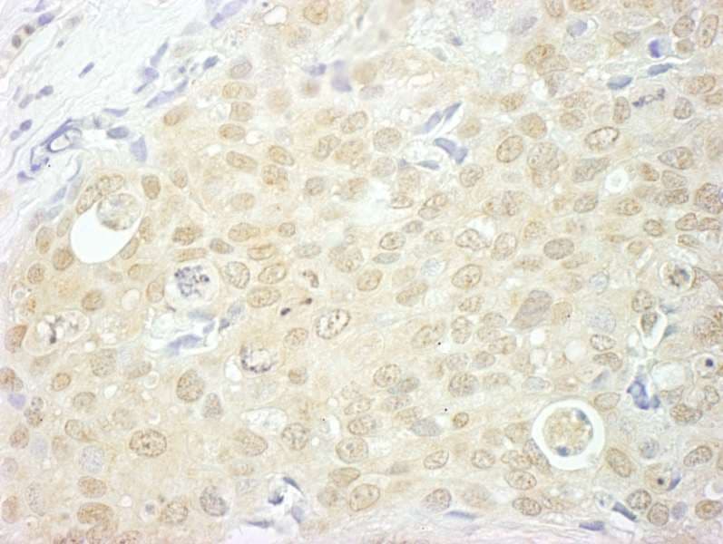 NCBP1 / CBP80 Antibody (aa1-50)