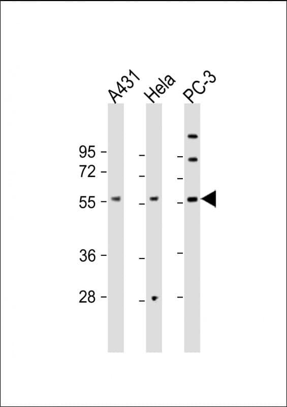 CCT8L2 Antibody (C-Terminus)