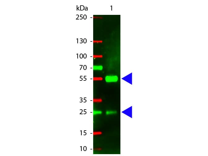 Polyclonal Rabbit Anti-Pig IgG Secondary Antibody (TR, IF, WB)