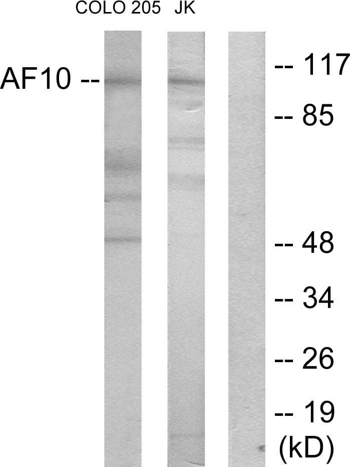 MLLT10 Antibody