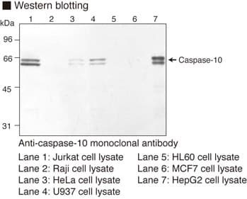 CASP10 / Caspase 10 Antibody (clone 4C1)