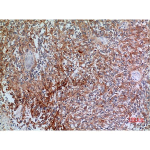 CGREF1 Antibody (N-Terminal)