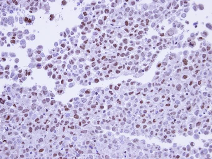POLR2G / RPB7 Antibody (aa1-122)