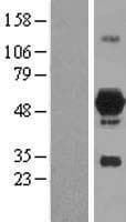 DOK7 Protein (Over-Expression Lysate Myc-DDK (Flag))