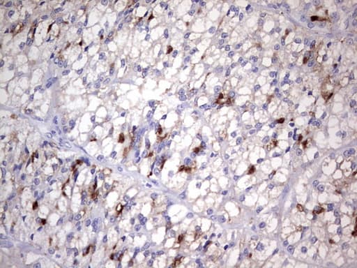 Nor-1 / NR4A3 Antibody (aa332-626, clone OTI2E1)